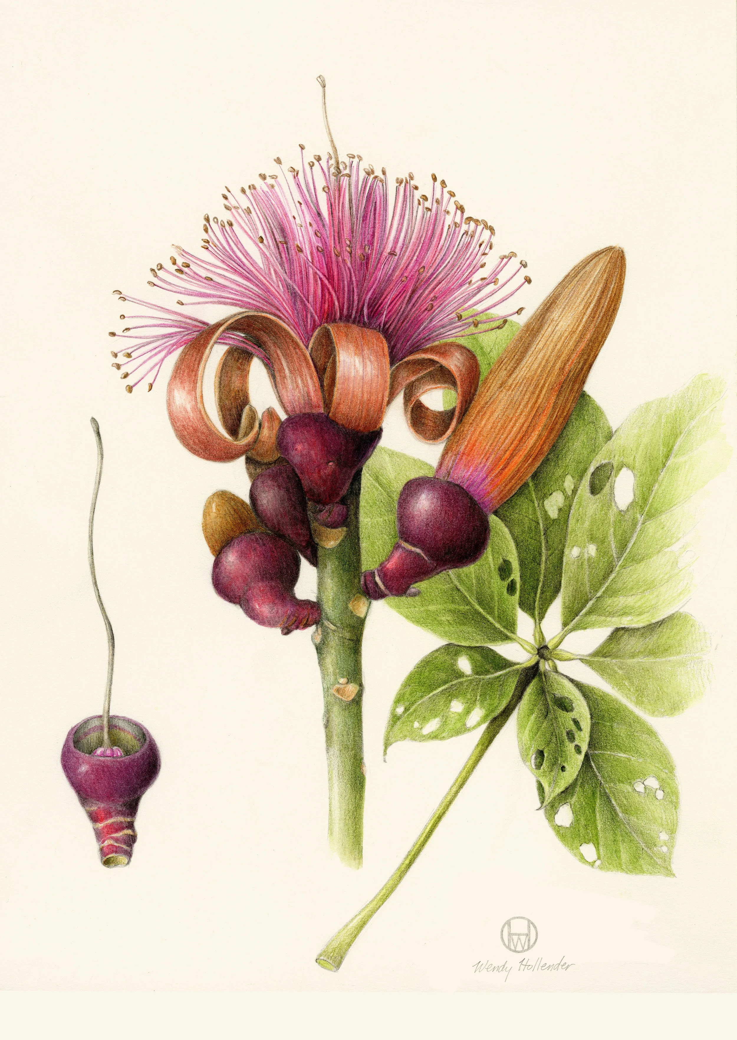 Pseudobombax ellipticum