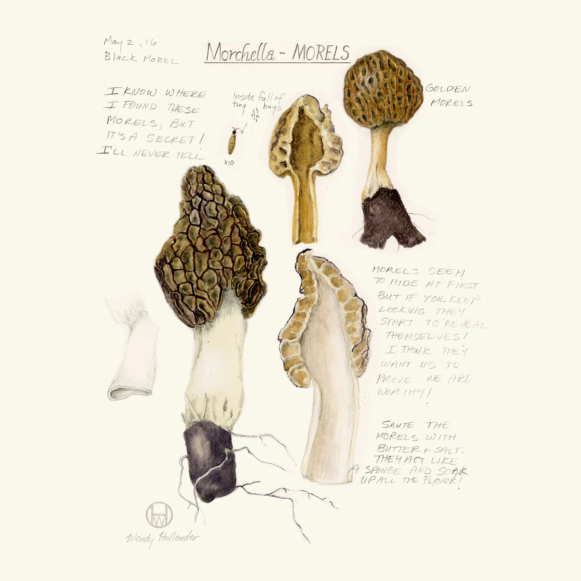 Morels