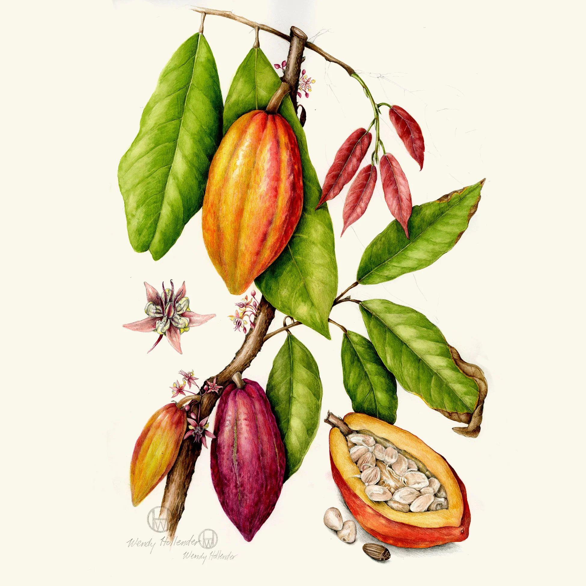 Cacao