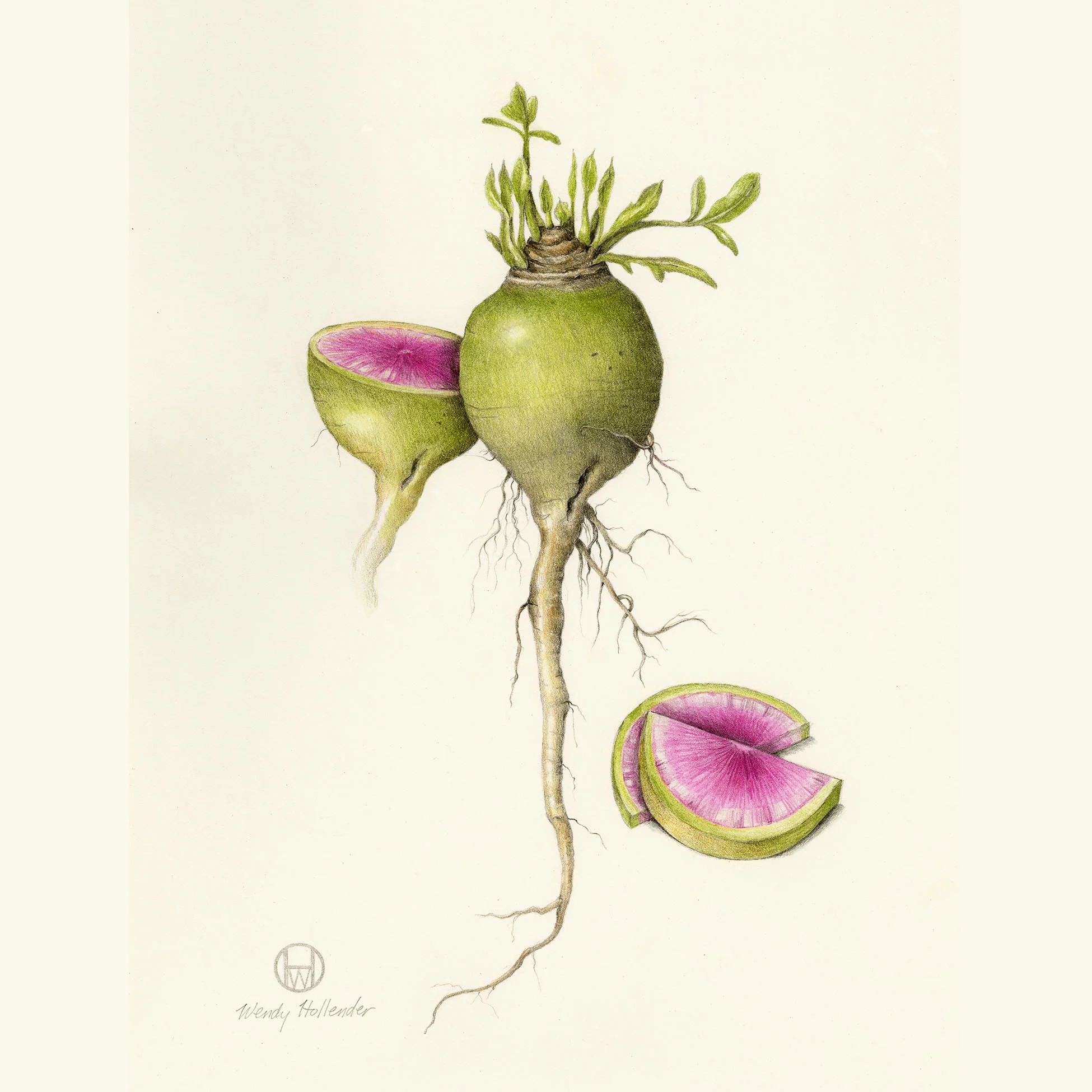 Watermelon Radish