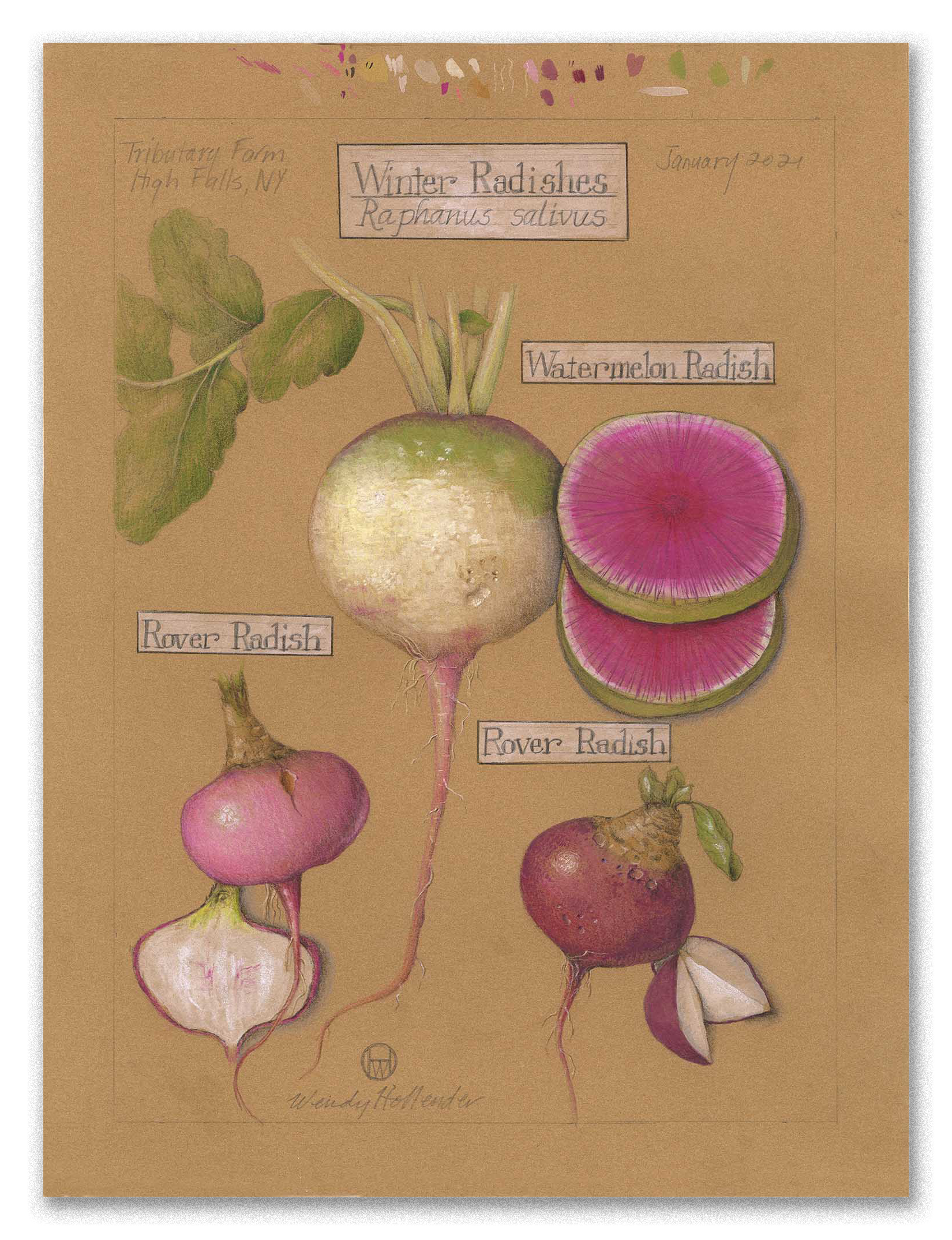 Winter Radishes