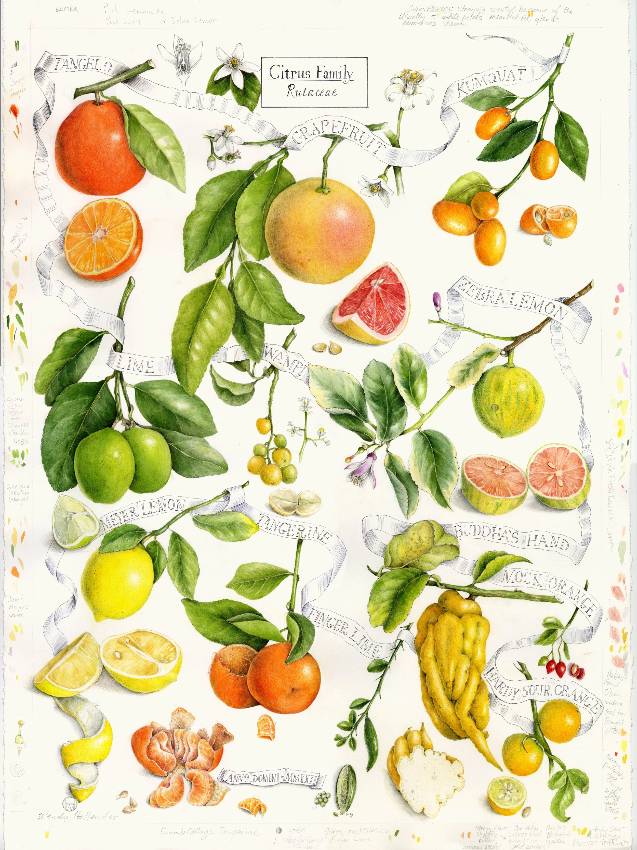 Citrus_Family.jpg