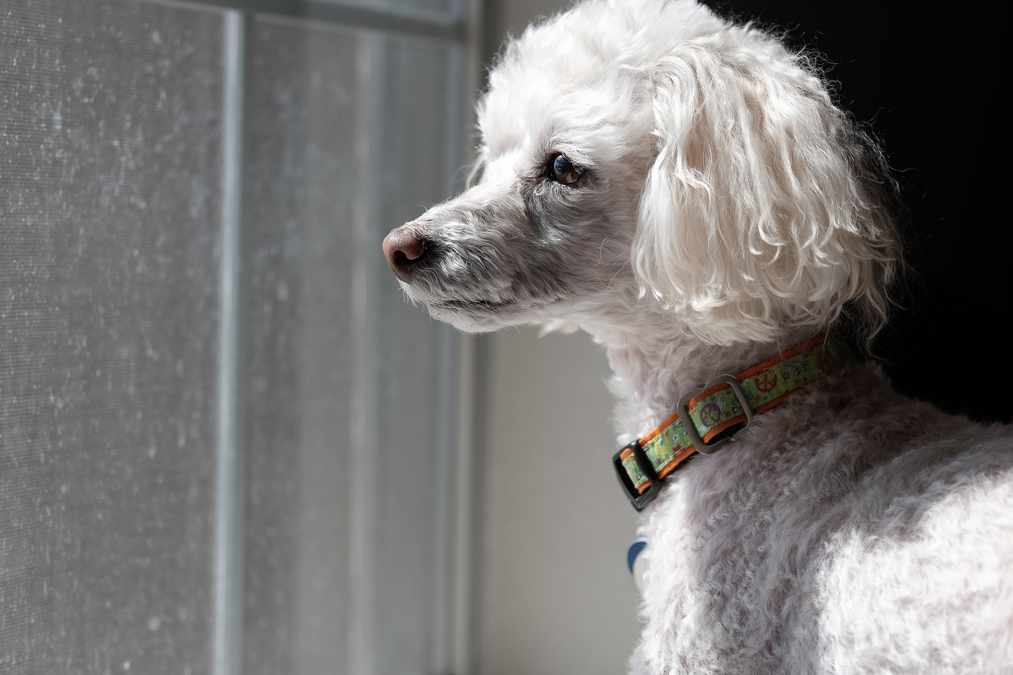 52mm, f/2.8, 1/250, ISO 200