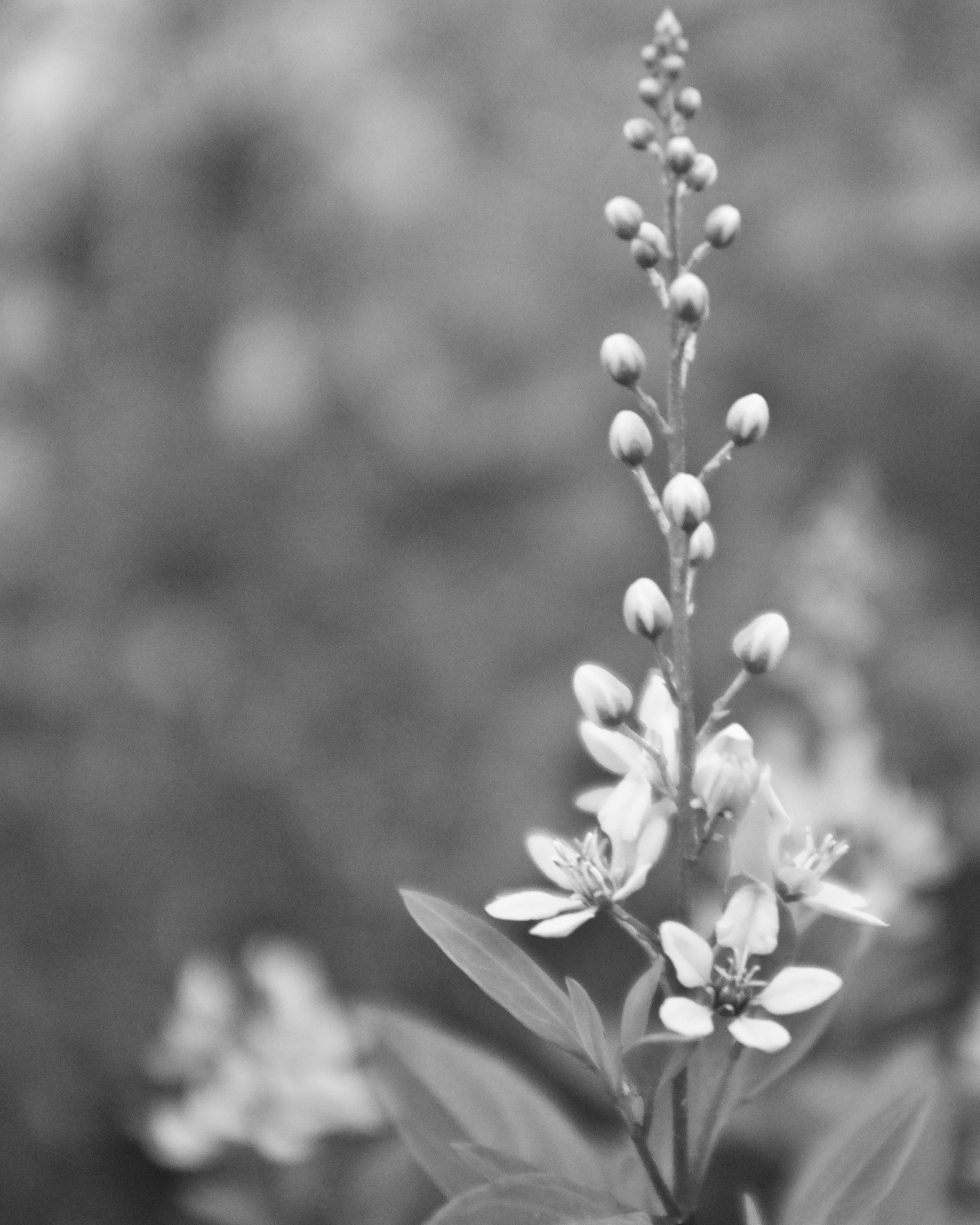 A Pleasing Softness