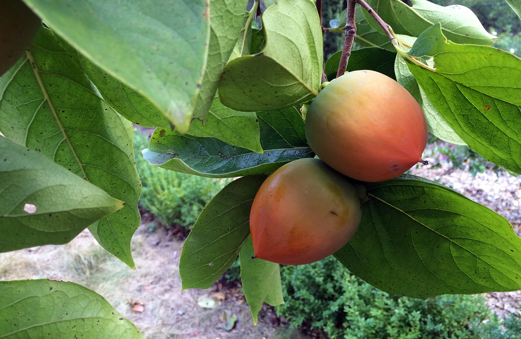 Persimmon.jpg