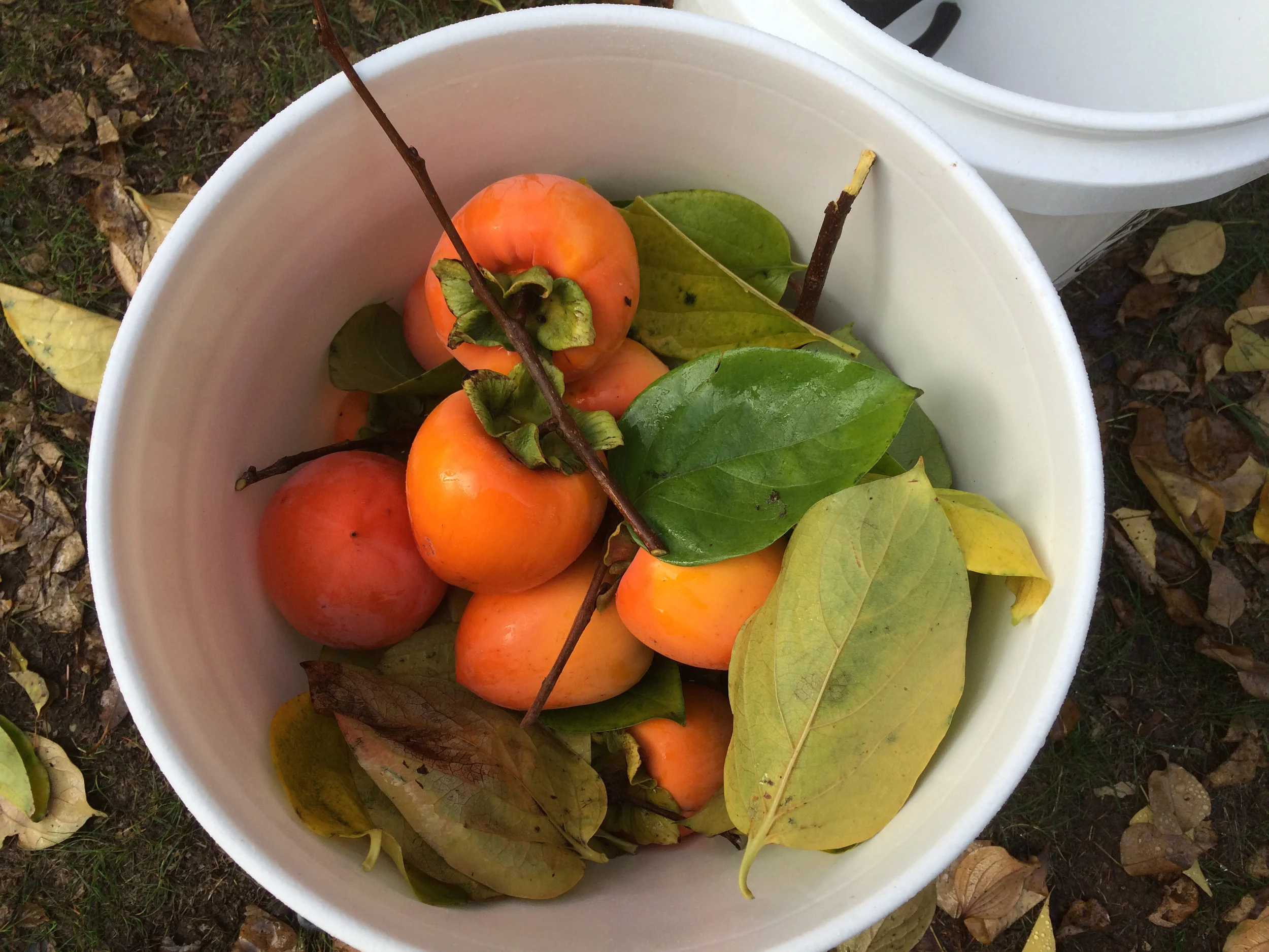 IMG_1082.JPG