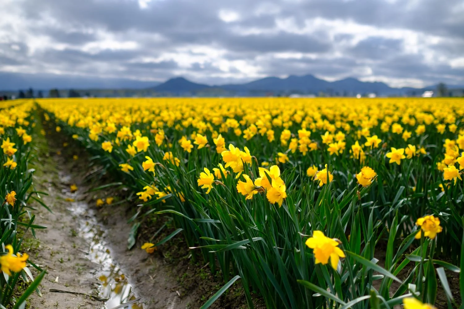 2017-04-15 Skagit Valley Tulip Festival-1.jpg