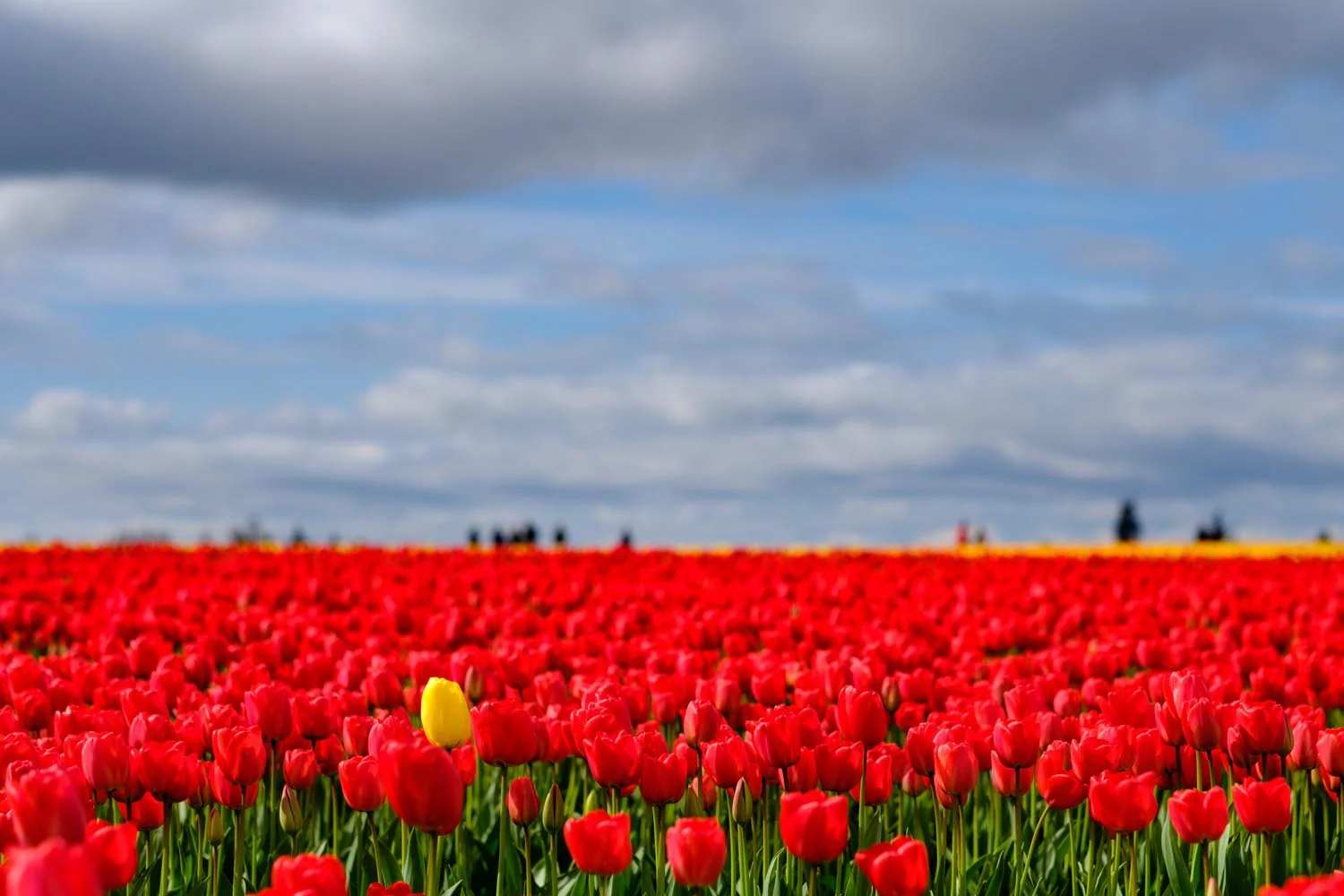 2017-04-15 Skagit Valley Tulip Festival-6.jpg