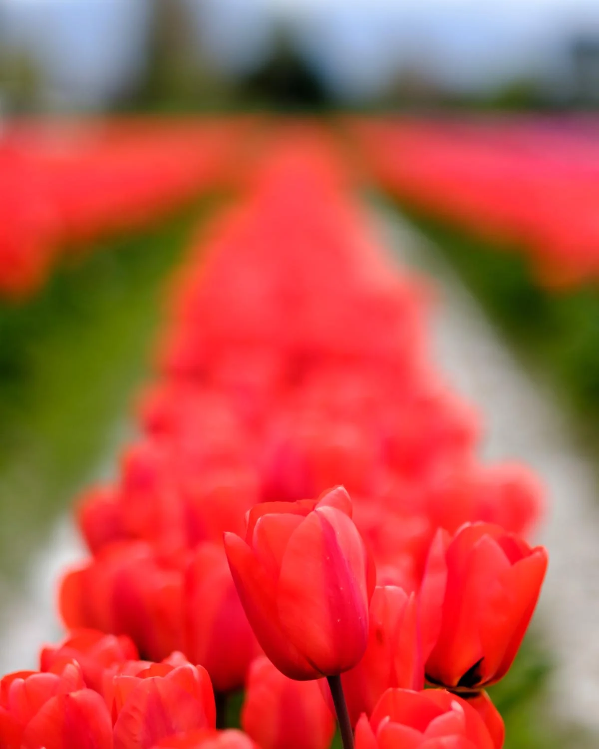 2017-04-15 Skagit Valley Tulip Festival-8.jpg