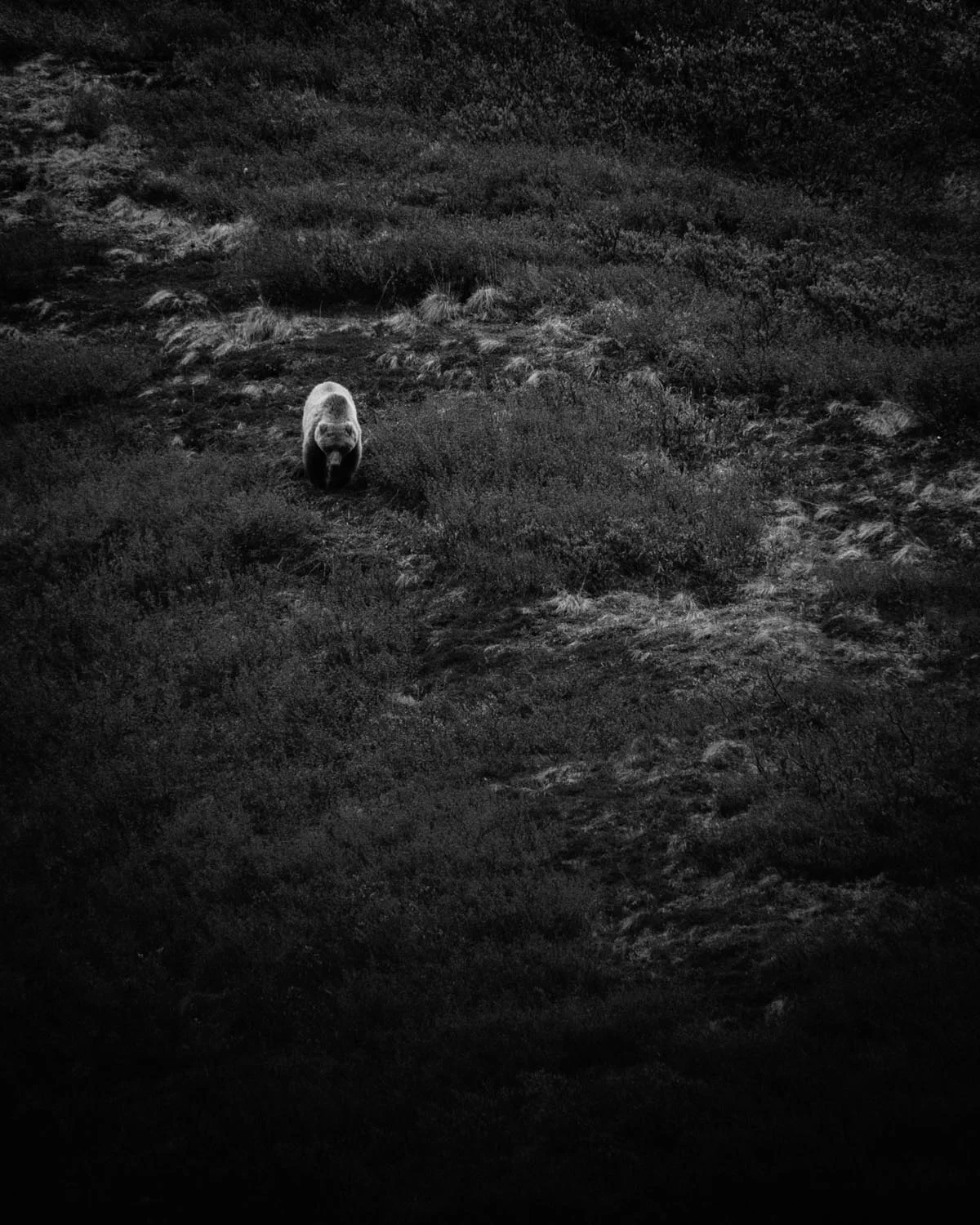 2017-06-08 Denali National Park-5.jpg