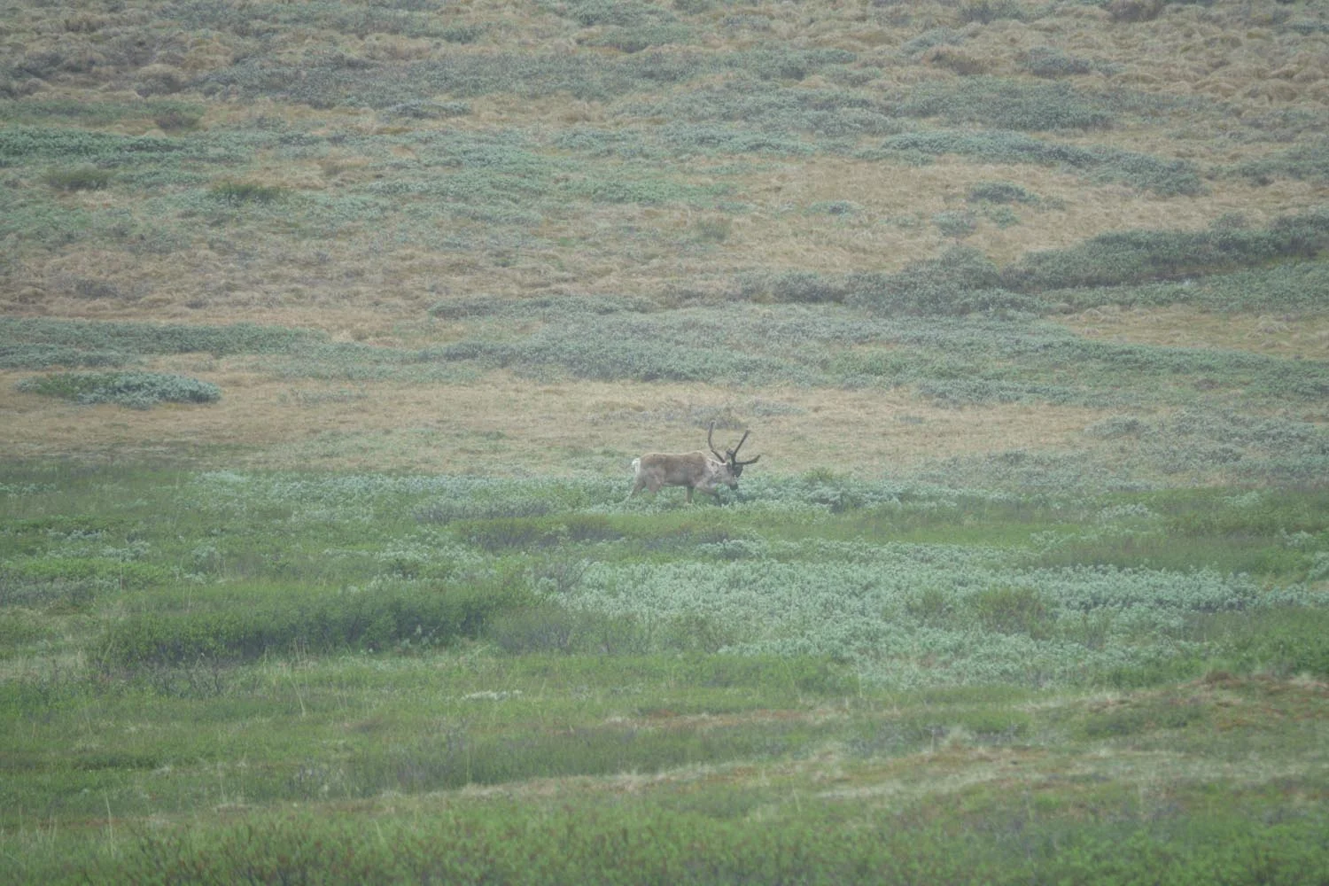 2017-06-08 Denali National Park-10.jpg