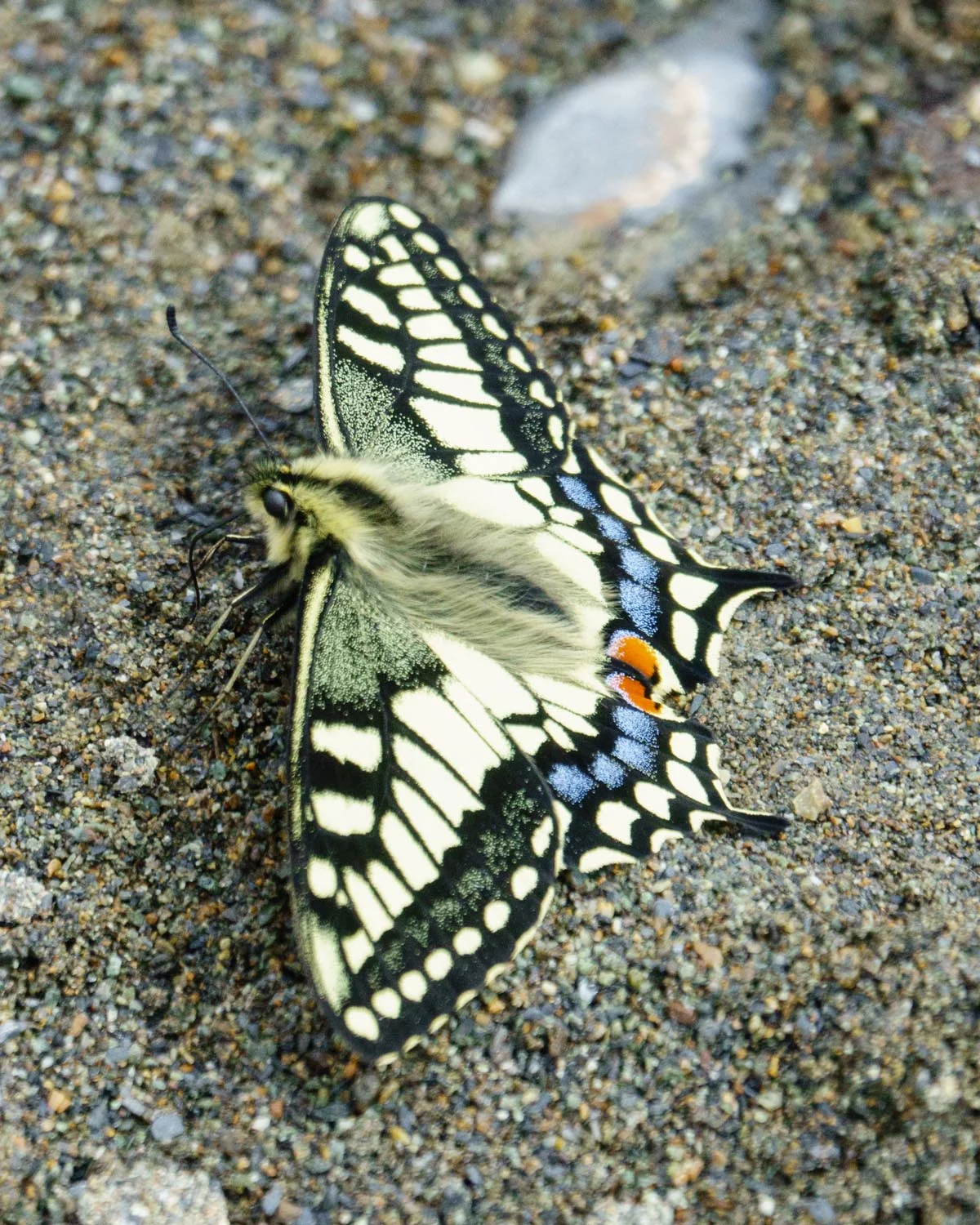 2017-06-08 Denali National Park-12.jpg