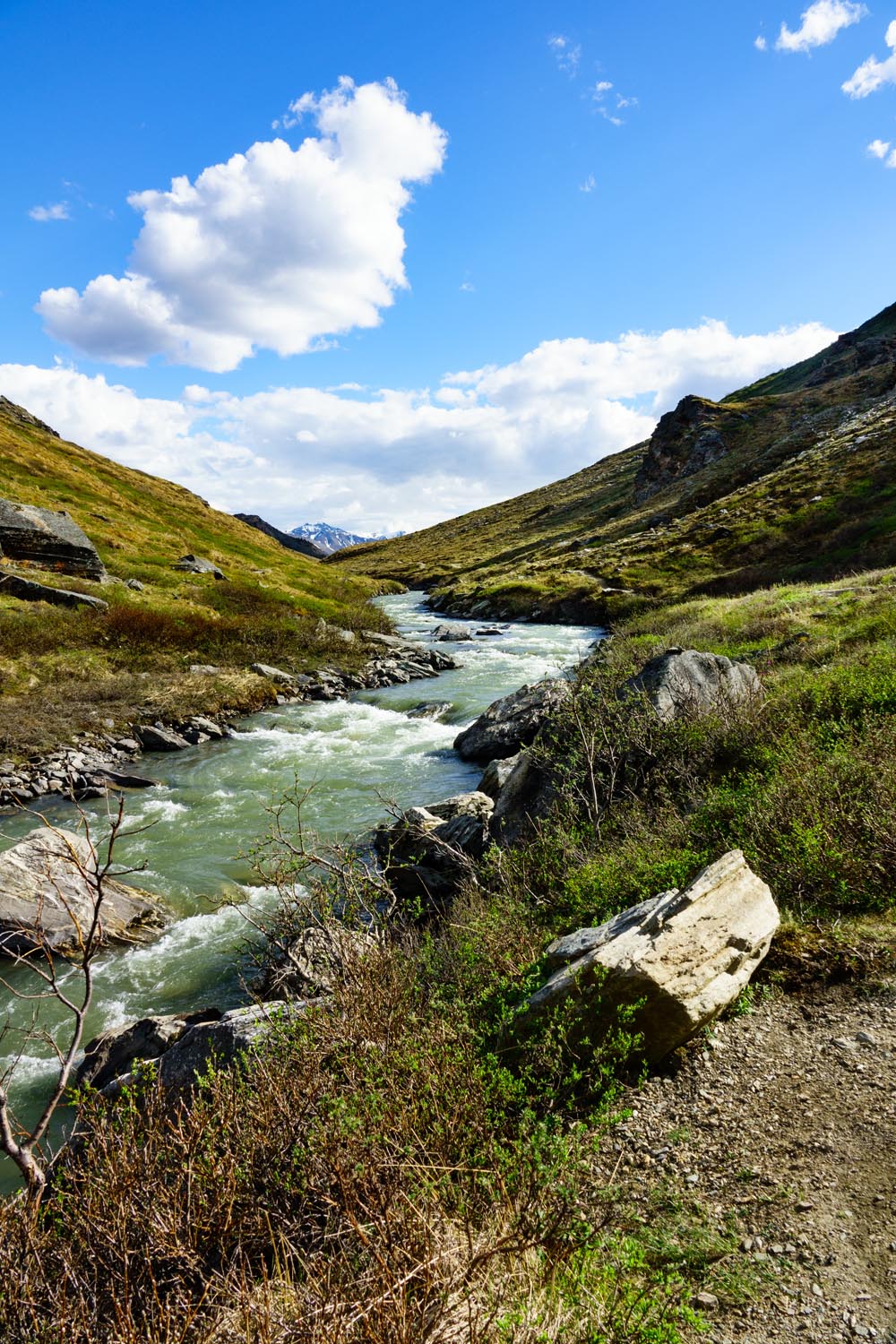 2017-06-08 Denali National Park-21.jpg