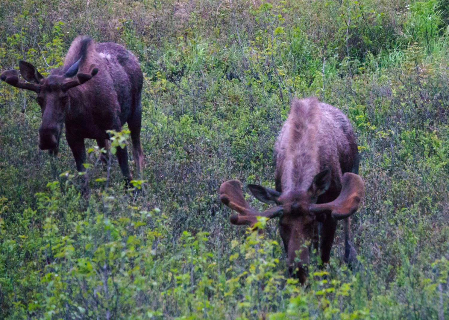 2017-06-08 Denali National Park-27.jpg