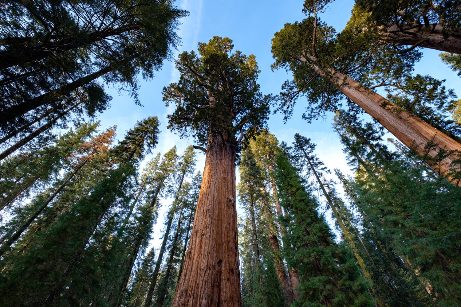 2018-01-26 Sequoia & Kings Canyon National Parks-3.jpg