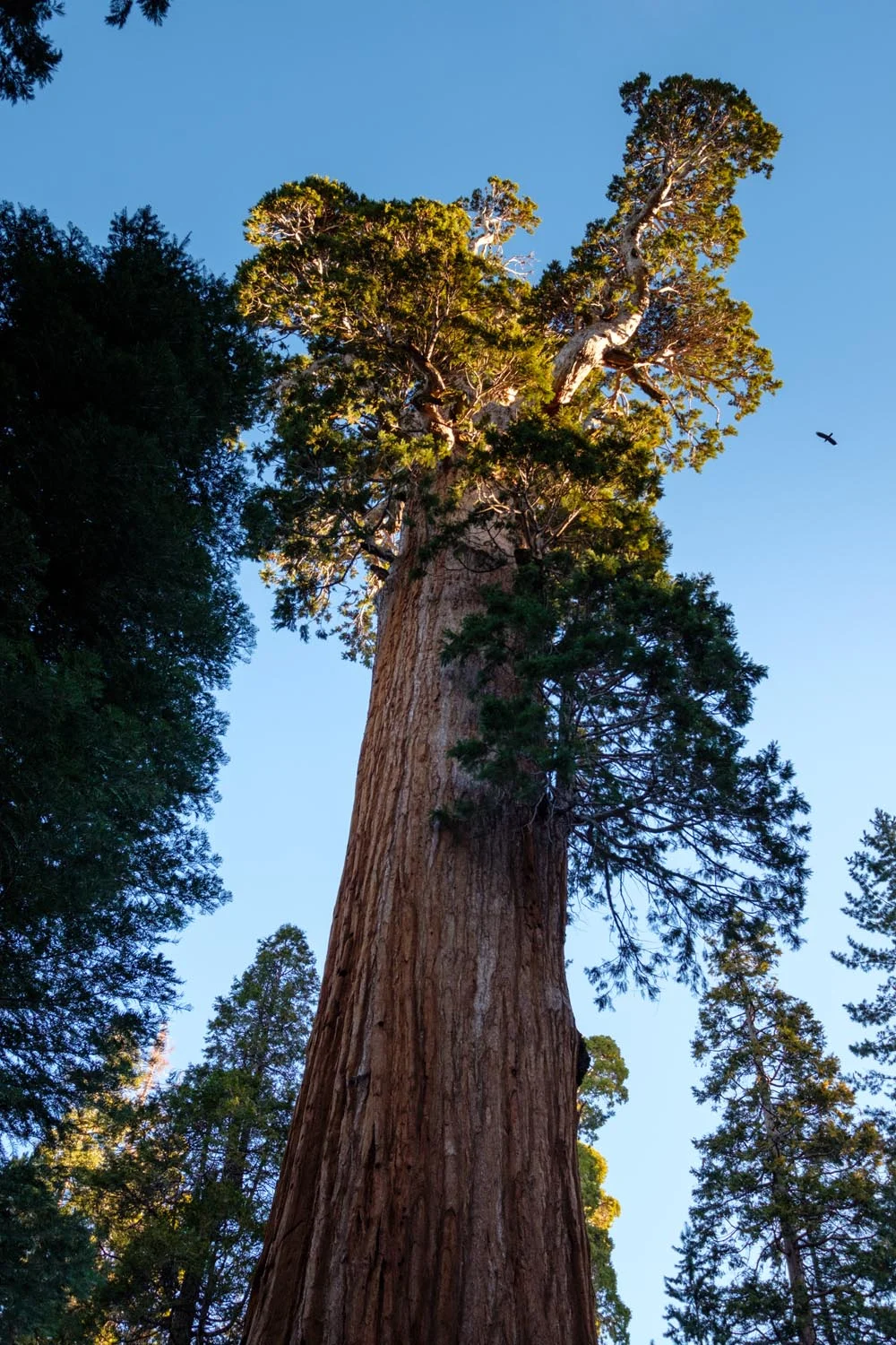 2018-01-26 Sequoia & Kings Canyon National Parks-10.jpg