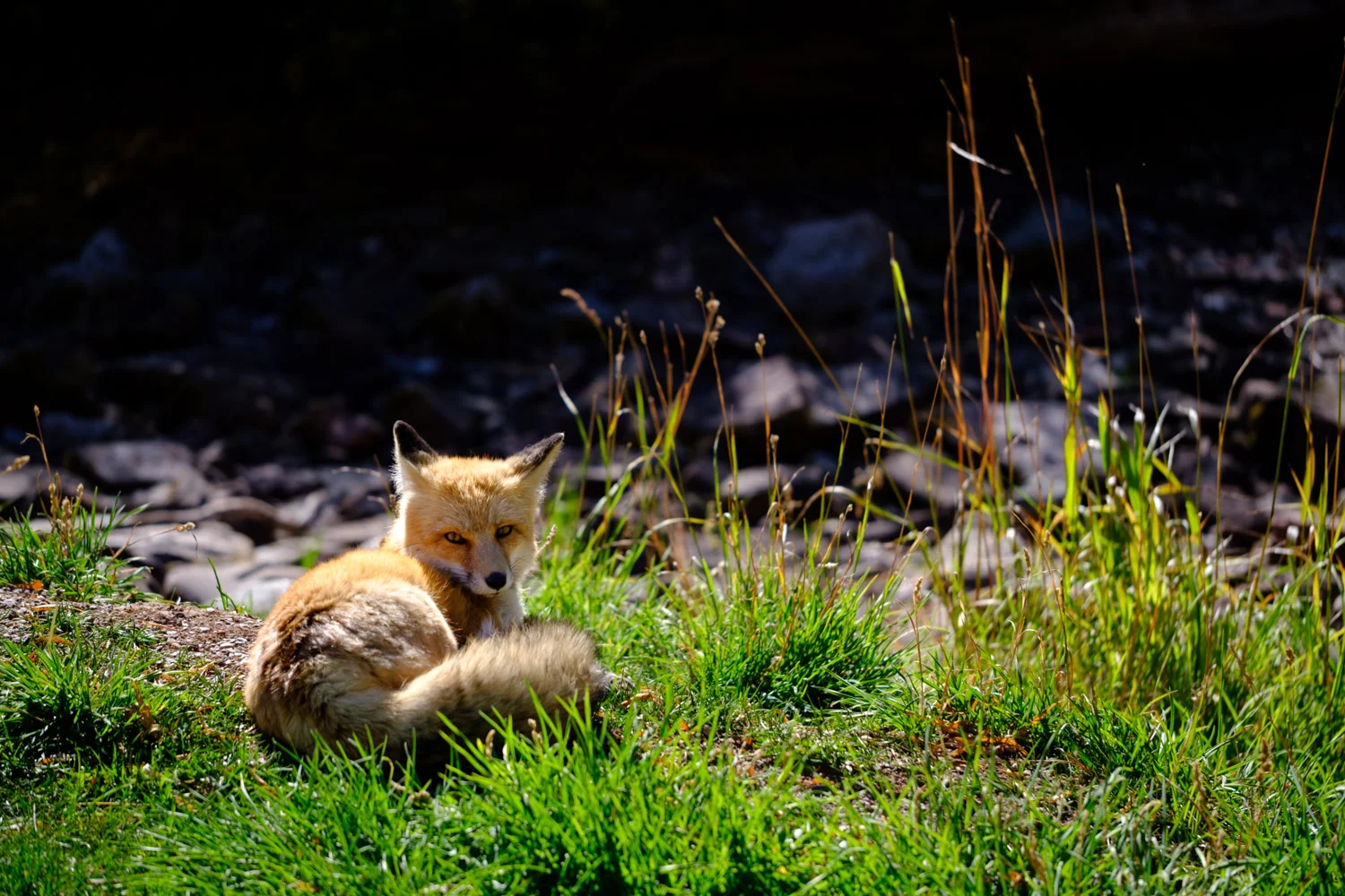 2018-09-27 Maroon Lake Road Trip - Web Res-15.jpg