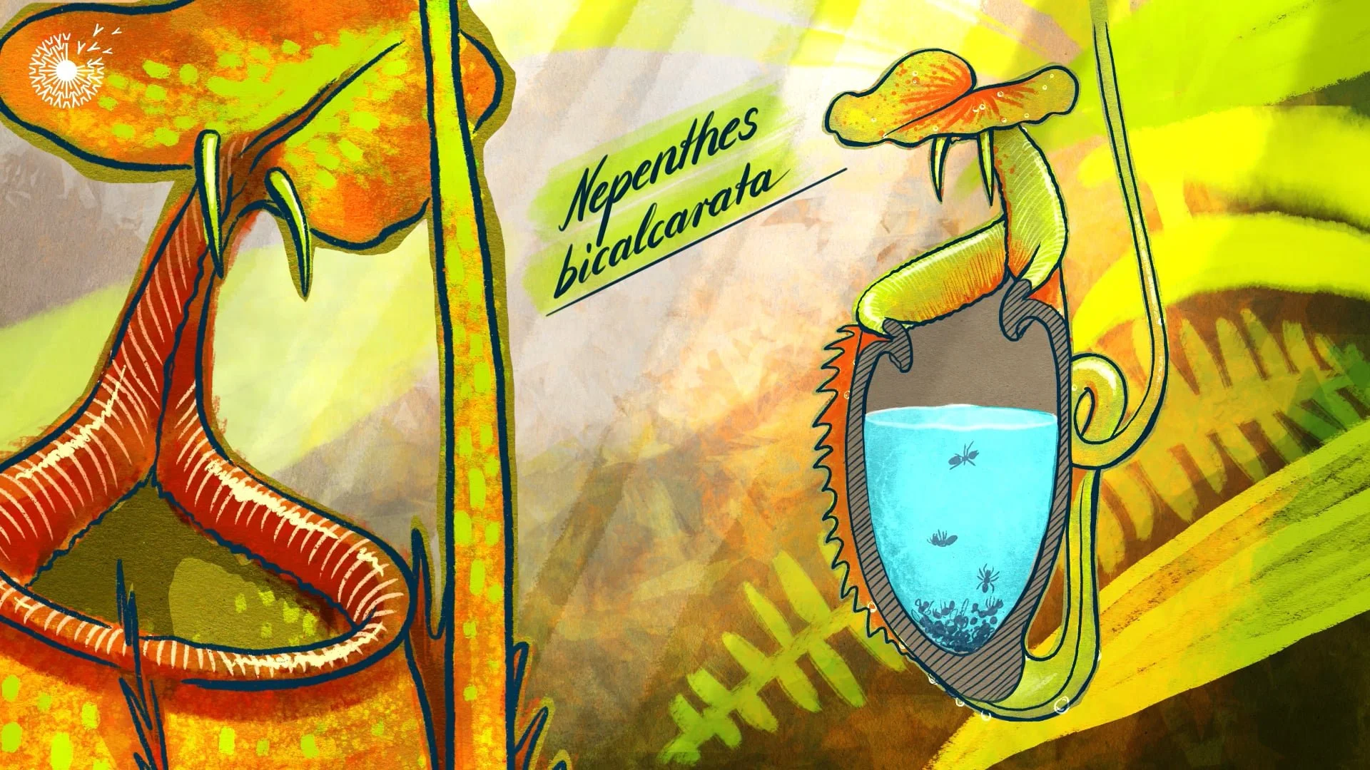Pitcher-plant_c_Jules_Bartl_01.jpg