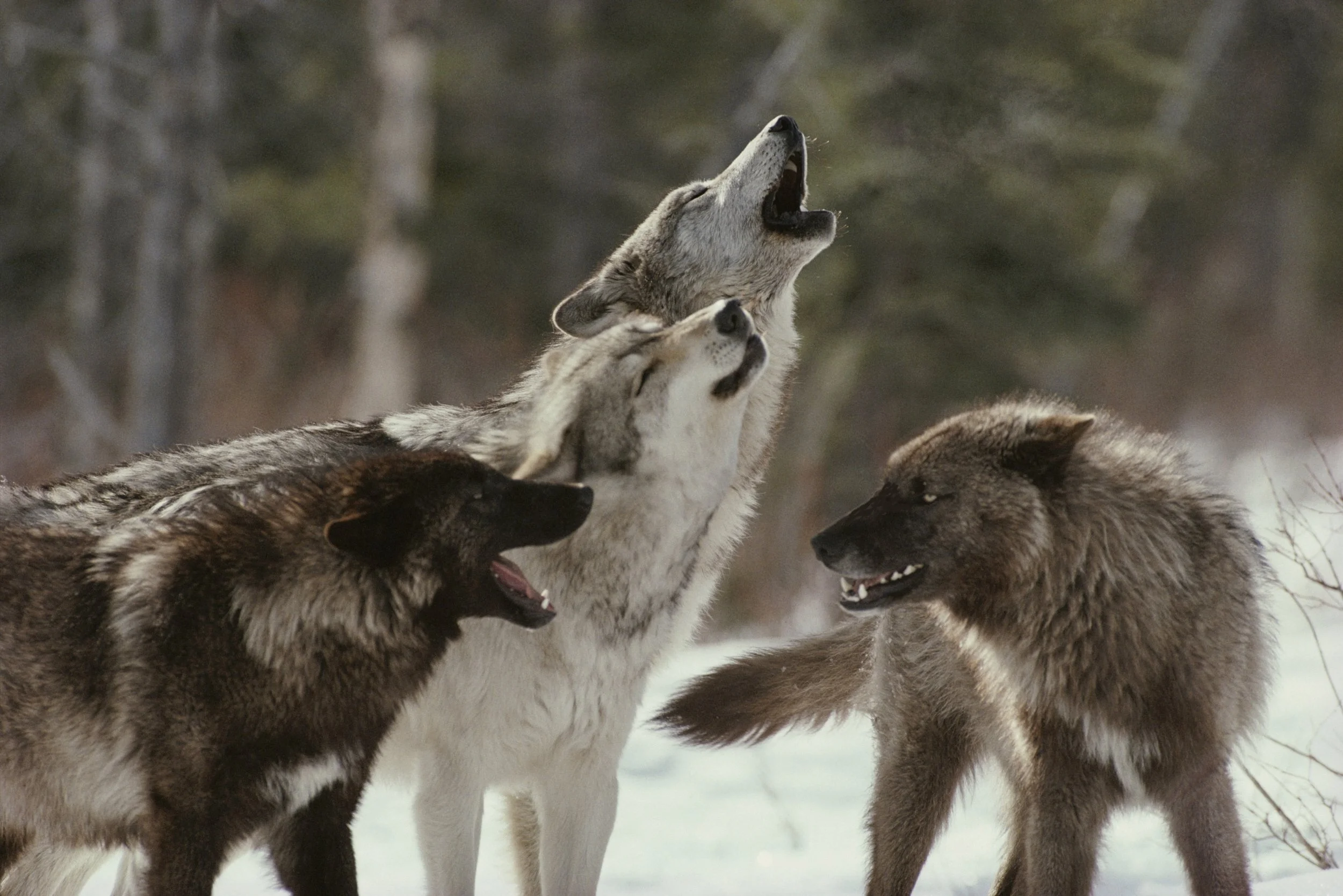 wolf-pack-howling-med.jpg