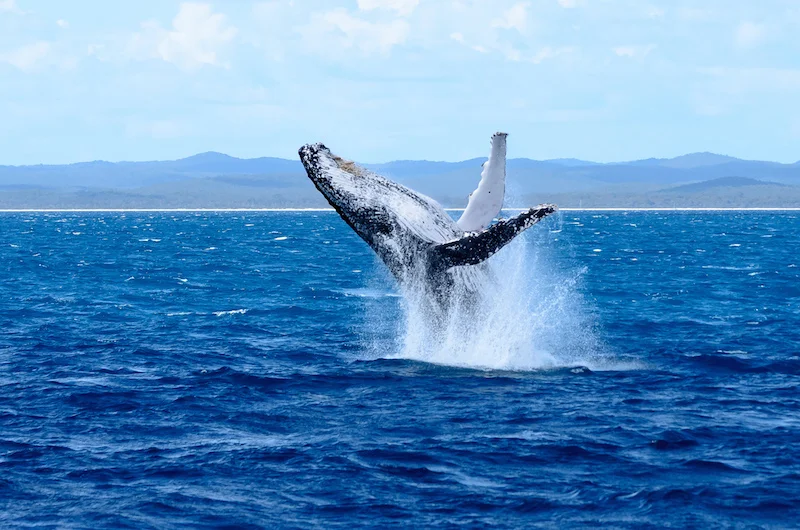 Whale Watching