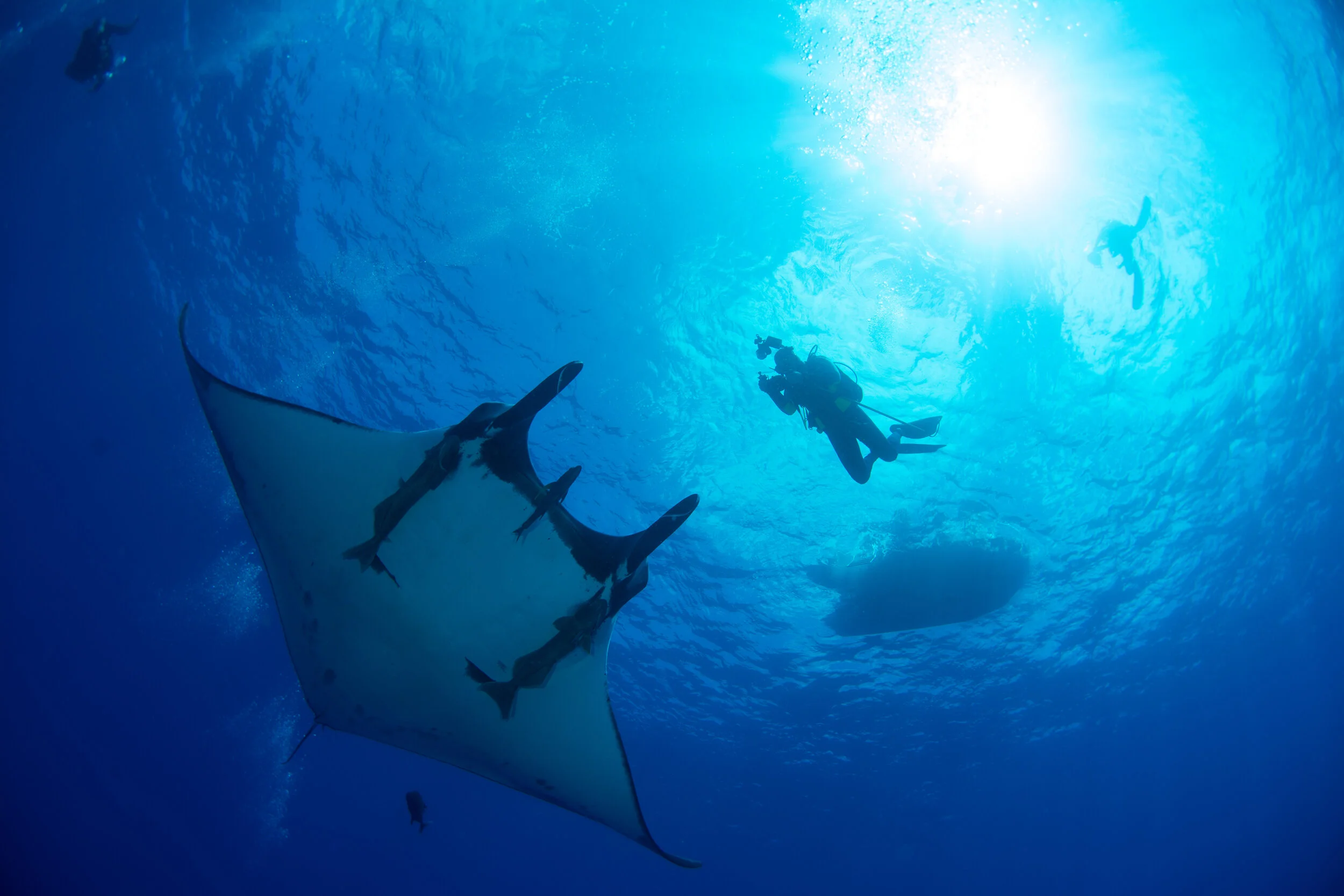 Steph photographing manta - Doug Keim.jpg