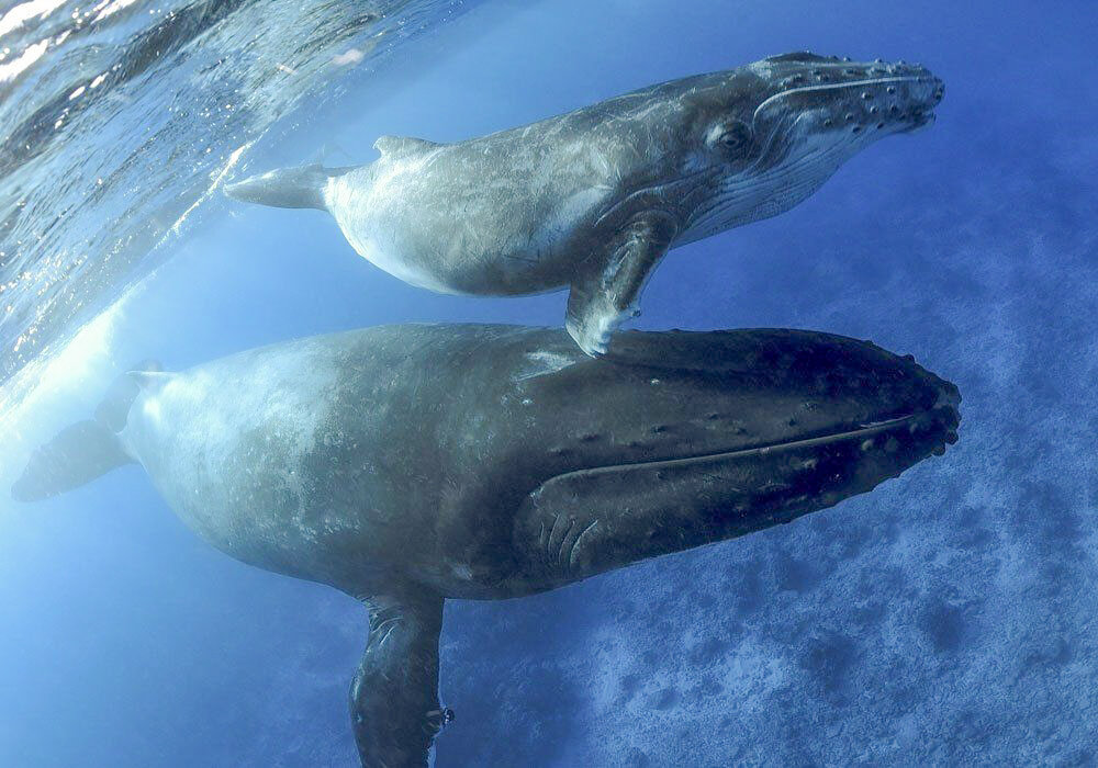 whales-majestic-whale-encounters-60774db7 (002).JPG