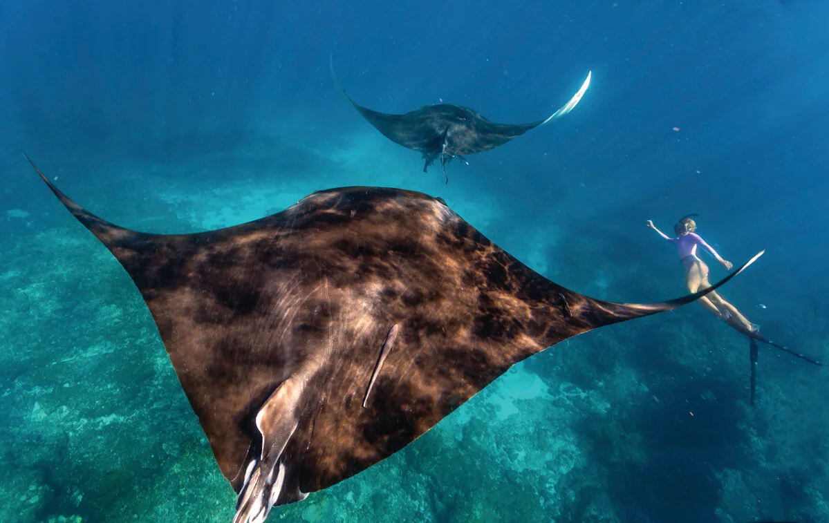 Snorkelling with Manta Rays at Coral Bay. Credit Australia’s Coral Coast