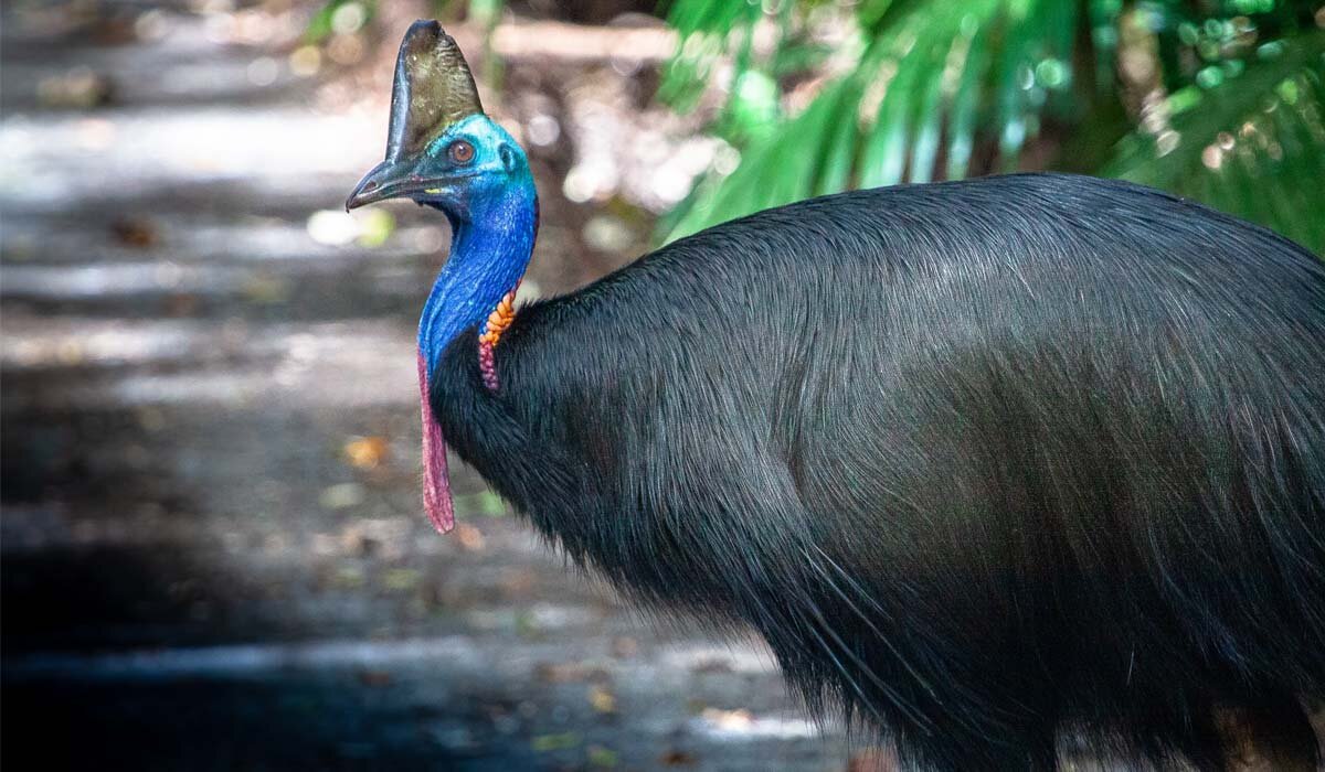 Southern cassowary. Credit Fiona Harper