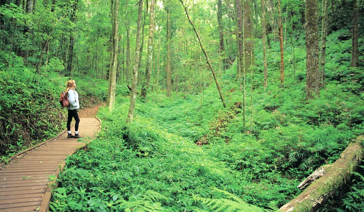 Hiking the trails of Bunya Mountains in southeast Queensland