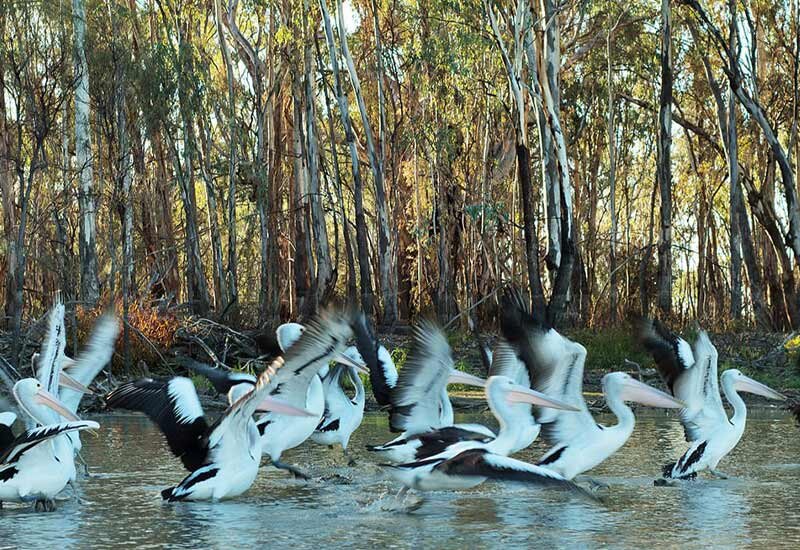 Murray-River-Trails-Wildlife-Jan-Amazon-Pelicans.jpg