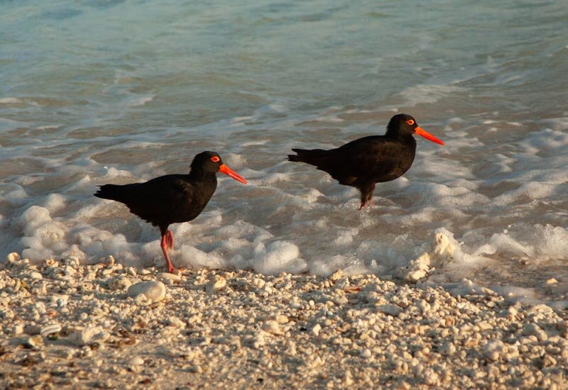 Seabirds in the shallows of Lady Musgrave Island. Image Fiona Harper