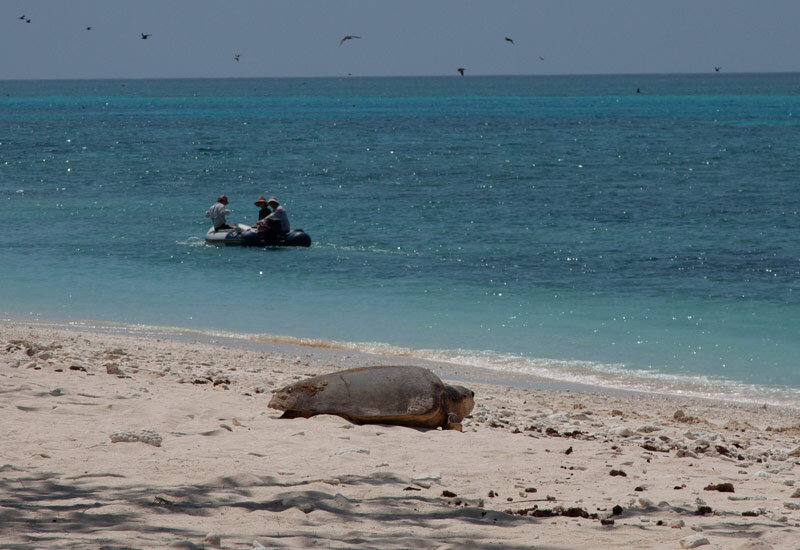 Lady Musgrave Island is a turtle nesting site. Image Fiona Harper
