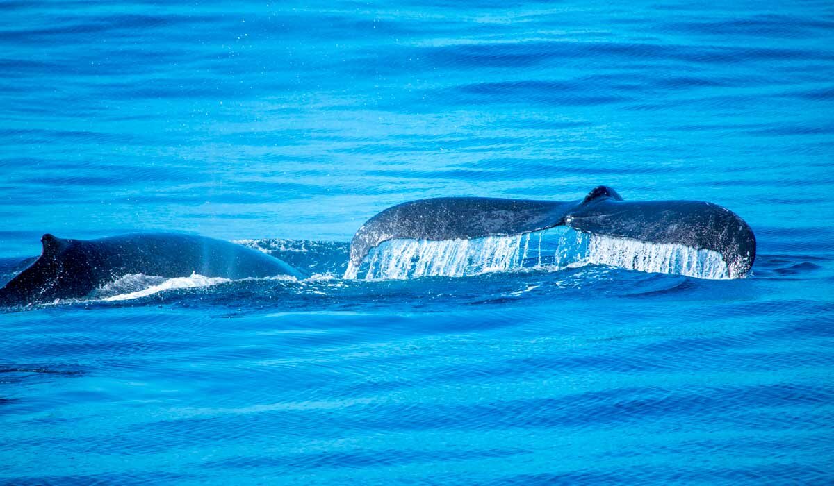 Whale watching with Sea World Cruises. Image Fiona Harper