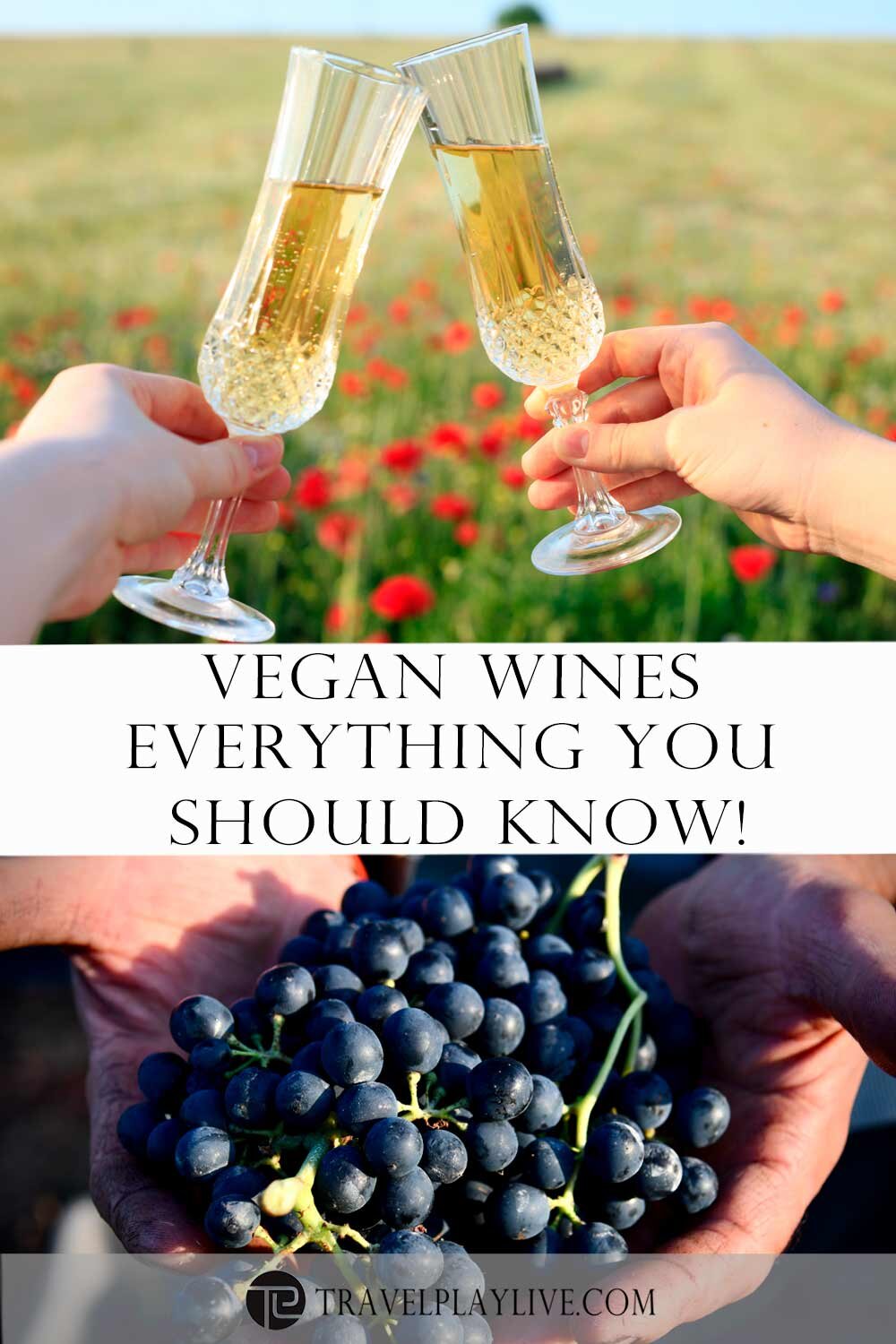 Vegan-wines1.jpg