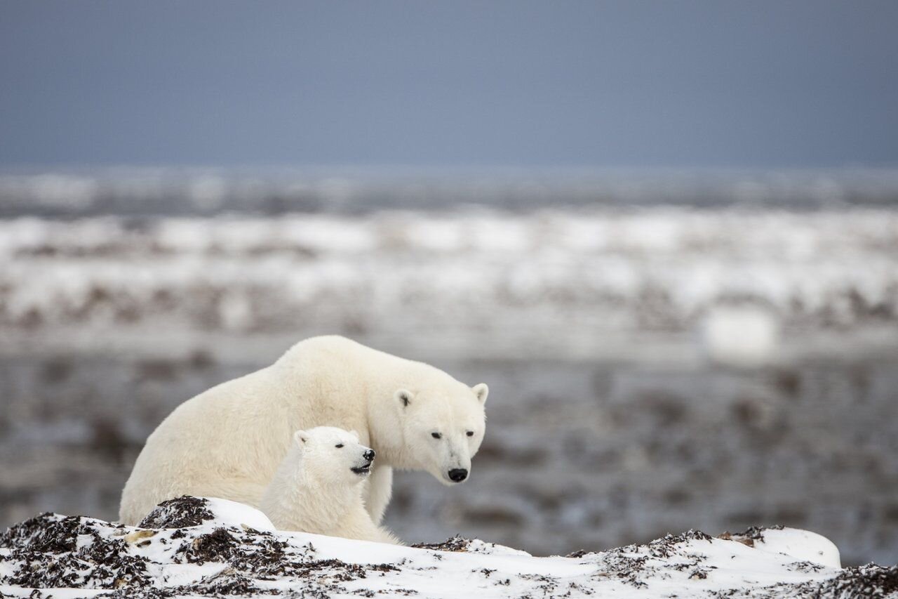 Polar bear mother and cub, Churchill Manitoba. Image Canada Keep Exploring