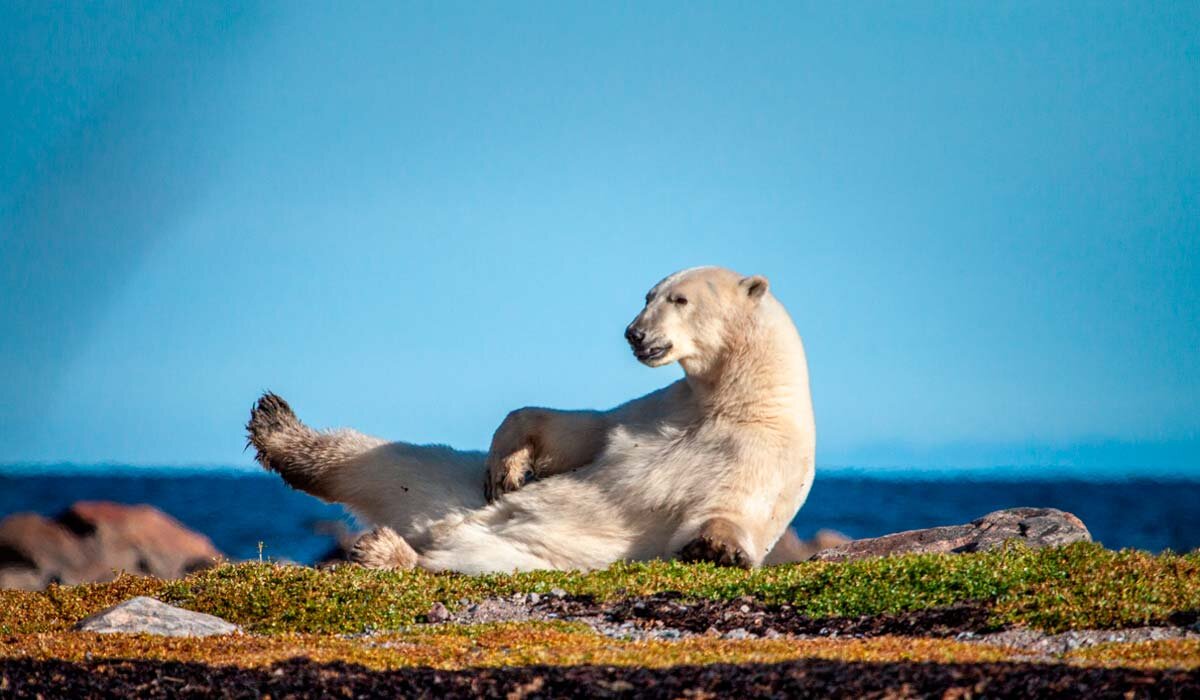 Polar Bear seen from a walking tour at Churchill Wild’s Seal River Lodge. Image Fiona Harper