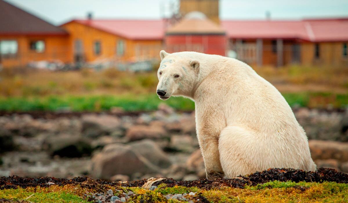Polar Bear on the ridge outside the safety compound at Churchill Wild’s Seal River Lodge. Image Fiona Harper