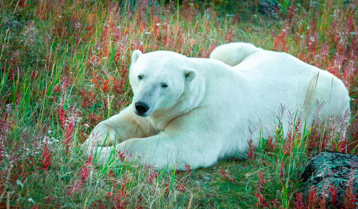 Polar Bear seen from a walking tour at Churchill Wild’s Seal River Lodge. Image Fiona Harper