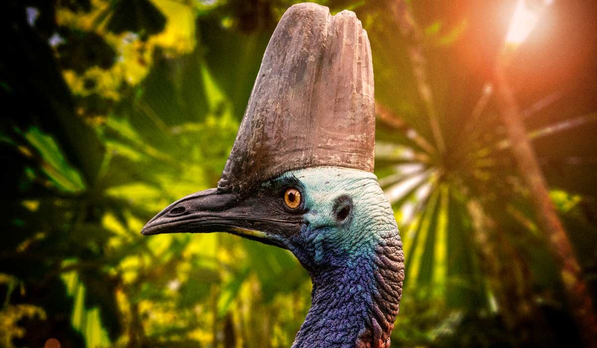 Cassowaries can be seen in the wild around Mission Beach and the Daintree Rainforest - if you’re lucky! Image Fiona Harper
