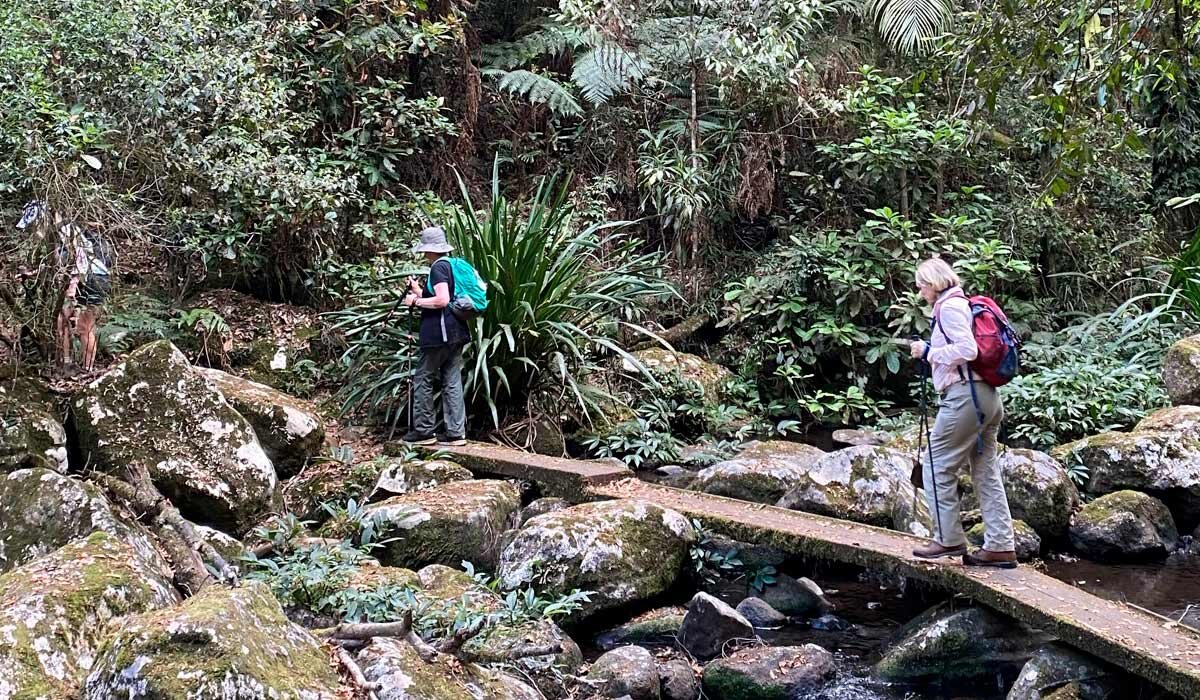 Hiking through hinterland rainforest. Image Life’s an Adventure