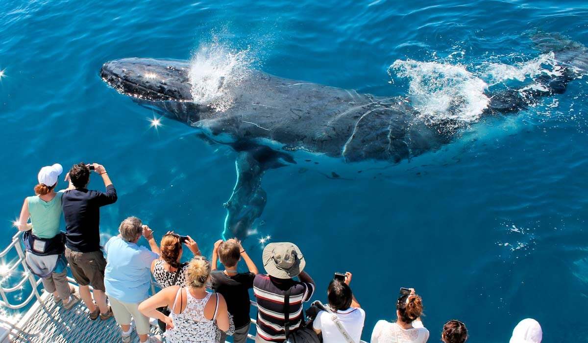 Hervey Bay is the whale-watching capital of Australia. Image Fraser Coast Tourism