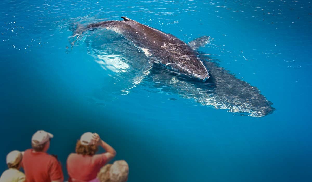 View whales in the wild from a whale watching boat tour. Image Fraser Coast Tourism