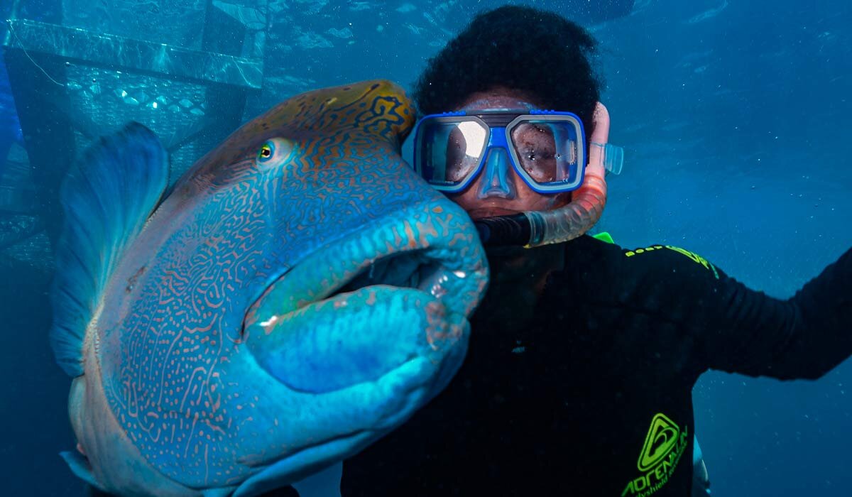 Regina Tabui from Dreamtime Dive and Snorkel swimming with a wrasse on the Great Barrier Reef. Image Angela Saurine