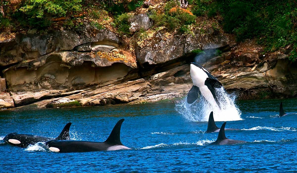 Orcas at the San Juan Islands . Image Jim Maya