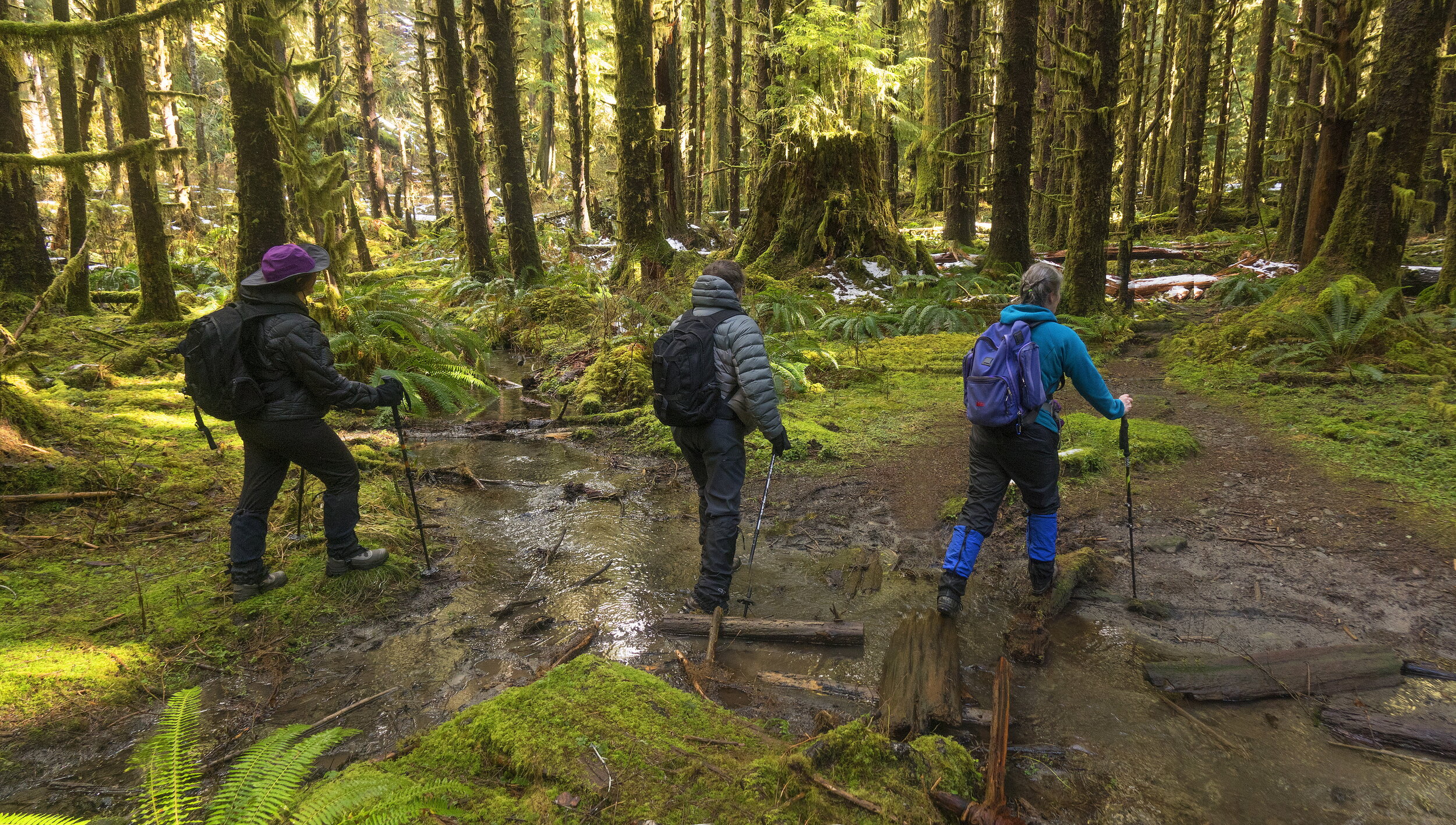 Hikers in Hoh Rain Forest. Image Port of Seattle