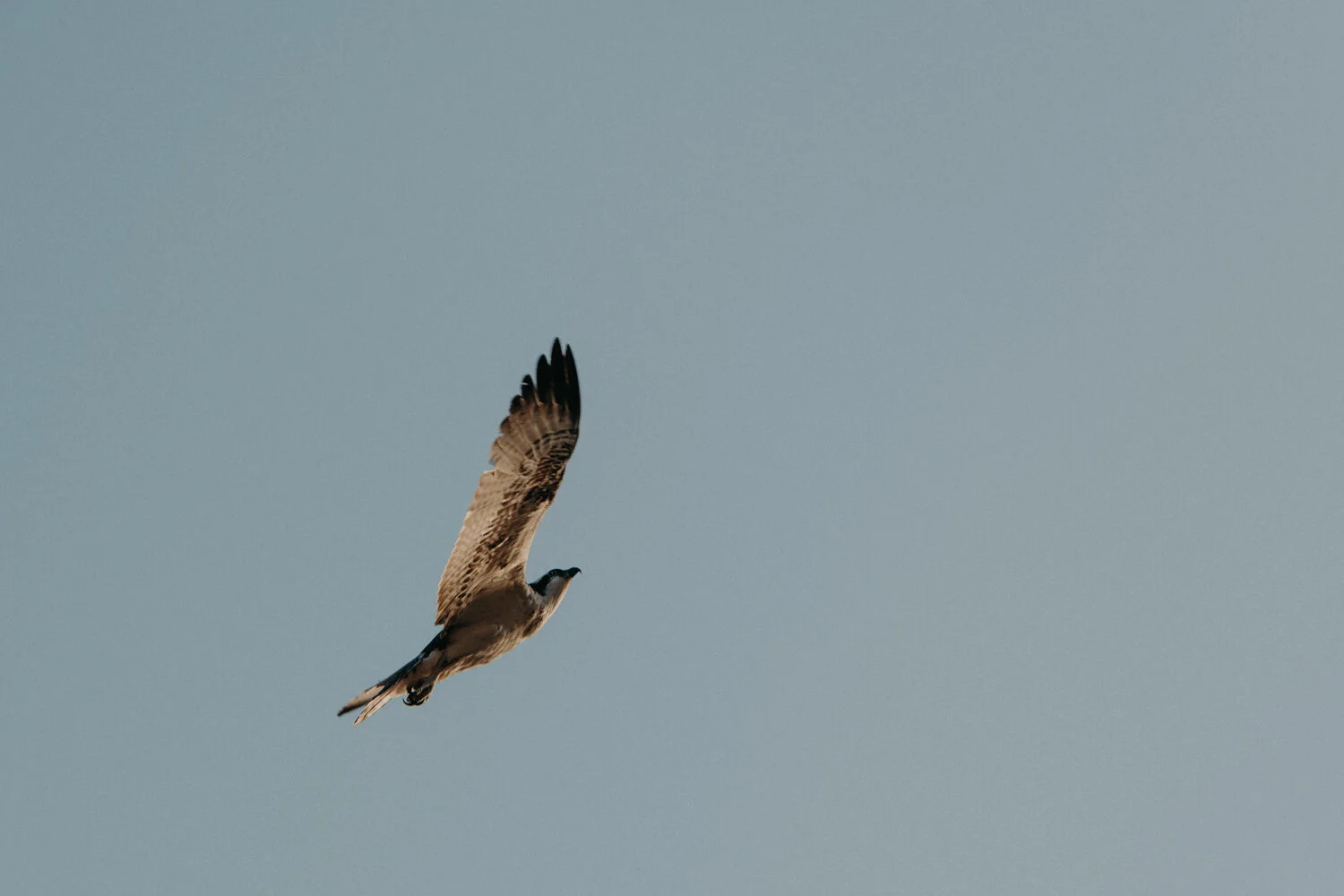 ABP-2019-9193.jpg