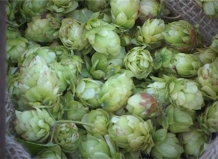 hop_picking_v1 (540p).00_00_05_03.Still001.png