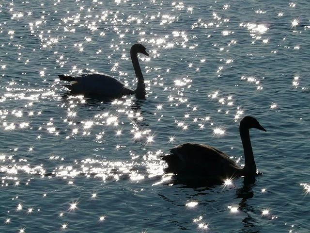 Black swans, by Hans CC0