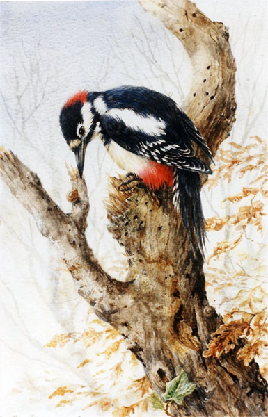 Woodpecker1.jpg