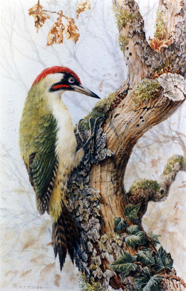 Woodpecker2.jpg